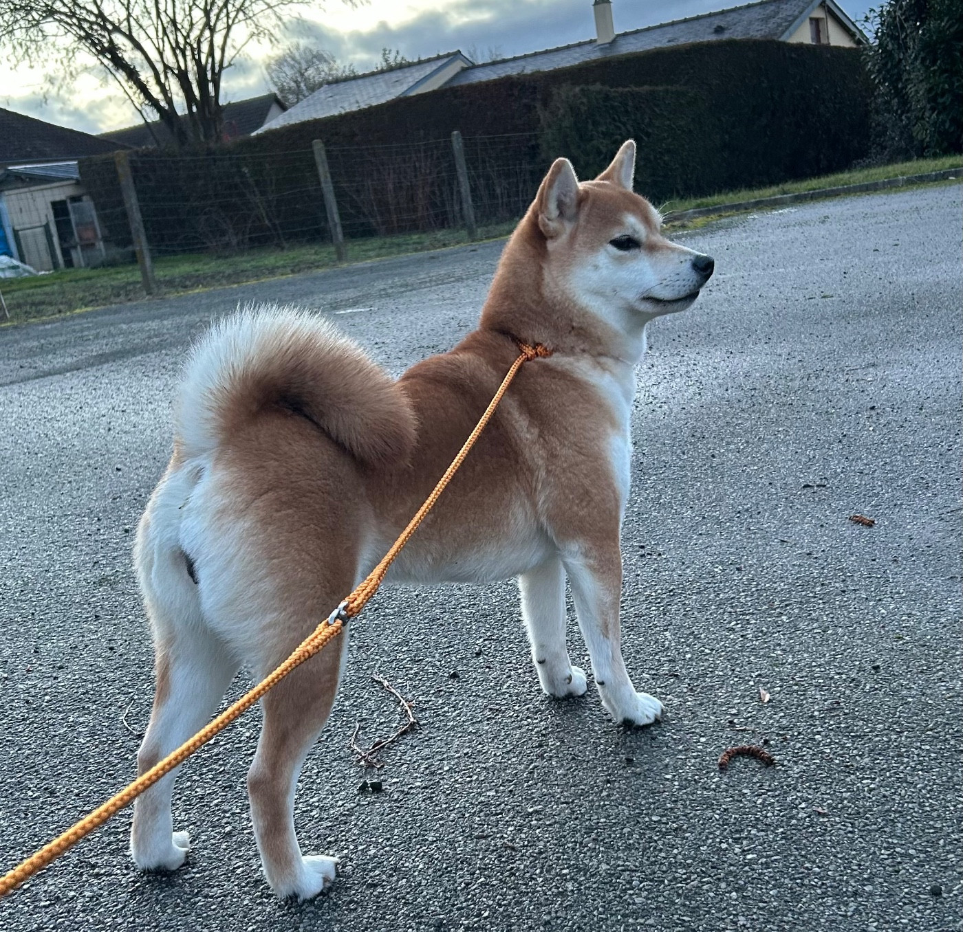 Vixy mona Go Sakura Kensha