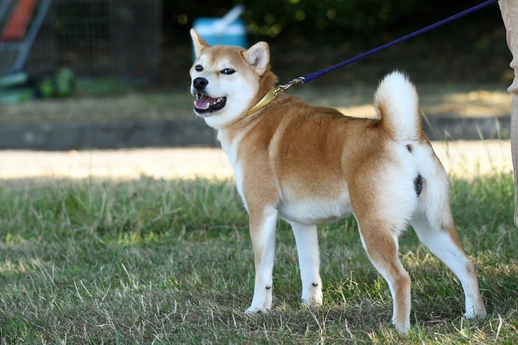 Vixy mona Go Sakura Kensha