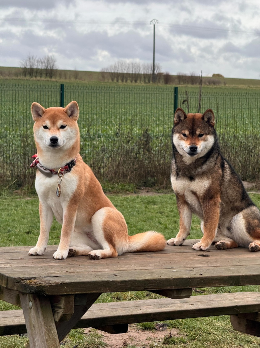 Gestation confirmée