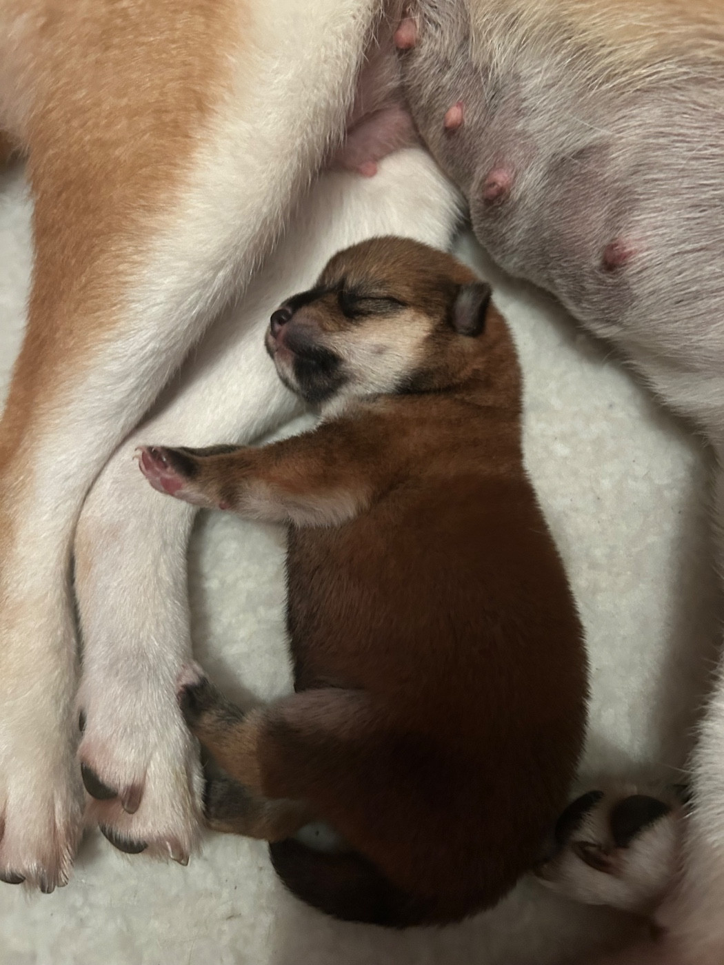 Go Umiko Kensha - Chiots disponibles - Shiba